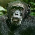 Chimpanzee