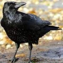 Intelligent Crow