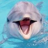 Dolphin