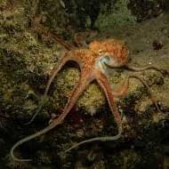 Octopus