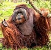 Orangutan