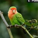 Parrot