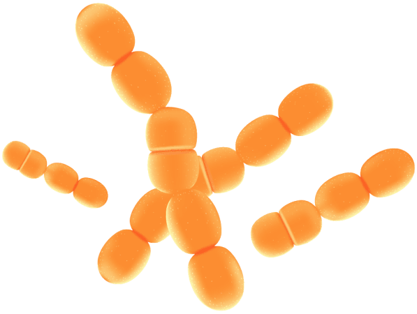 Lactobacillus Paracasei - Synaptigen