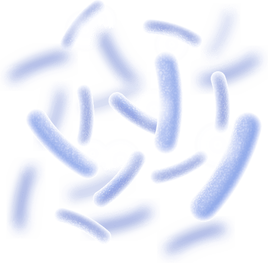 Lactobacillus Reuteri - Synaptigen