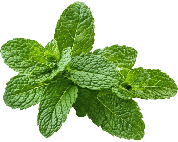 Peppermint Extract - Synaptigen